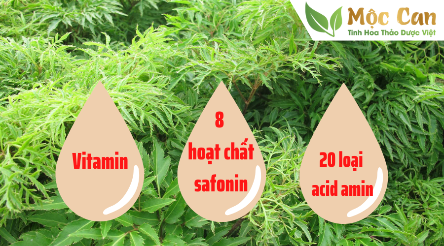 Tăng cường sức khỏe, phòng ngừa bệnh tiểu đường cùng đinh lăng 2 Tăng cường sức khỏe, phòng ngừa bệnh tiểu đường cùng đinh lăng 2